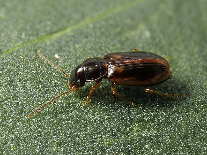 Carabidae: Acupalpus maculatus ?